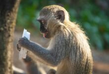 line behavior examination required