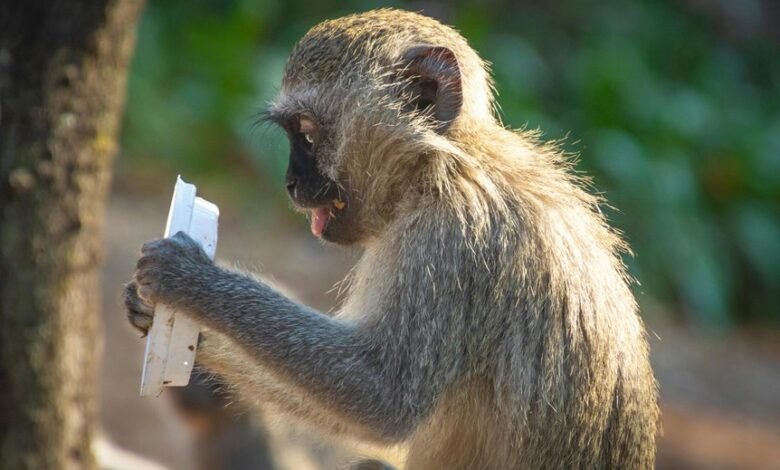 line behavior examination required