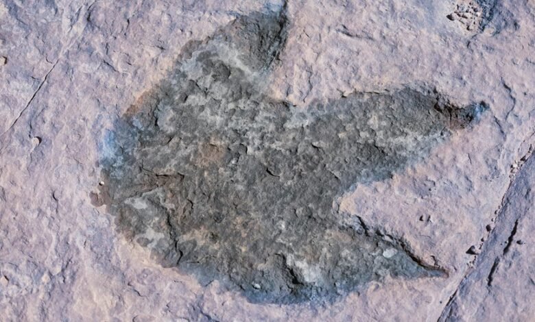 trace phone history easily