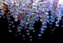 fusion beam hyper flow