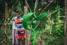 venomous lethal feared reptile