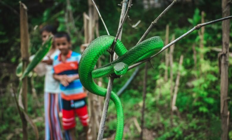 venomous lethal feared reptile